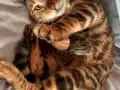 Bengal Erkek Yavru 