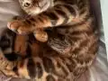 Bengal Erkek Yavru 