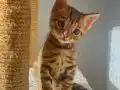 Bengal Erkek Yavru 