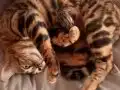 Bengal Erkek Yavru 