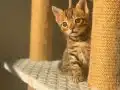Bengal Erkek Yavru 