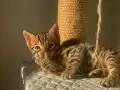 Bengal Erkek Yavru 