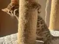 Bengal Erkek Yavru 