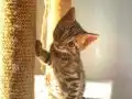 Bengal Erkek Yavru 