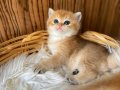 Golden British Shorthair Yavrular