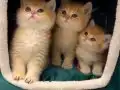 Golden British Shorthair Yavrular