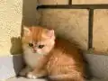 Golden British Shorthair Yavrular