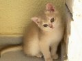 Golden British Shorthair Yavrular