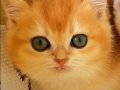 Golden British Shorthair Yavrular