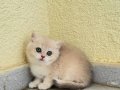 Golden British Shorthair Yavrular