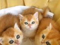 Golden British Shorthair Yavrular