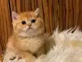 Golden British Shorthair Yavrular