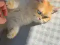 Golden British Shorthair Uyguna Yavrular