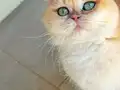 Golden British Shorthair Uyguna Yavrular