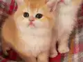 British Shorthair Golden Ny 12 Portakal Yavrular