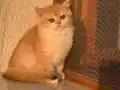 British Shorthair Golden Ny 12 Portakal Yavrular