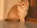 British Shorthair Golden Ny 12 Portakal Yavrular