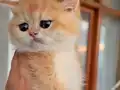 British Shorthair Golden Ny 12 Portakal Yavrular
