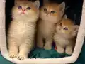 British Shorthair Golden Ny 12 Portakal Yavrular