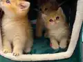 British Shorthair Golden Ny 12 Portakal Yavrular