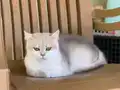 Yetişkin Dişi British Shorthair