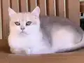 Yetişkin Dişi British Shorthair