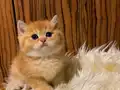 British Shorthair Golden Ny 12 Portakal Yavrular