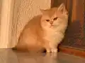 British Golden Uyguna Yavrular
