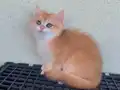 Golden British Shorthair Uyguna Yavrular