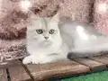 British Shorthair Ay Dişi kısır değil