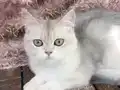 British Shorthair Ay Dişi kısır değil