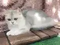British Shorthair Ay Dişi kısır değil