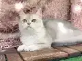British Shorthair Ay Dişi kısır değil