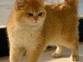 British Shorthair Golden Ny12 Top Kafa Erkek 