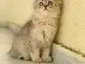 Çikolata Golden British Longhair