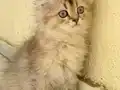Çikolata Golden British Longhair