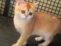 British Shorthair Golden Yavrular Mama Karşılıgı