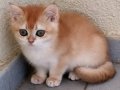 British Shorthair Golden Yavrular Mama Karşılıgı