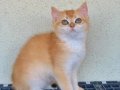 British Shorthair Golden Yavrular Mama Karşılıgı