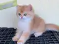 Golden British Shorthair Ny12