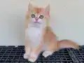 Golden British Shorthair Ny12
