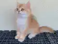 Golden British Shorthair Ny12