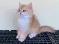 Golden British Shorthair Ny12