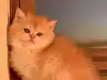 Golden British Shorthair Ny12