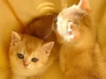 British Shorthair Golden Yavrular Mama Karşılıgı