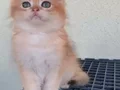 British Shorthair Golden Yavrular Mama Karşılıgı