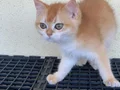 British Shorthair Golden Yavrular Mama Karşılıgı