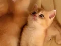  British Shorthair Golden Yavrular