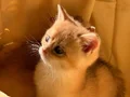  British Shorthair Golden Yavrular