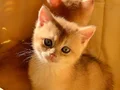  British Shorthair Golden Yavrular